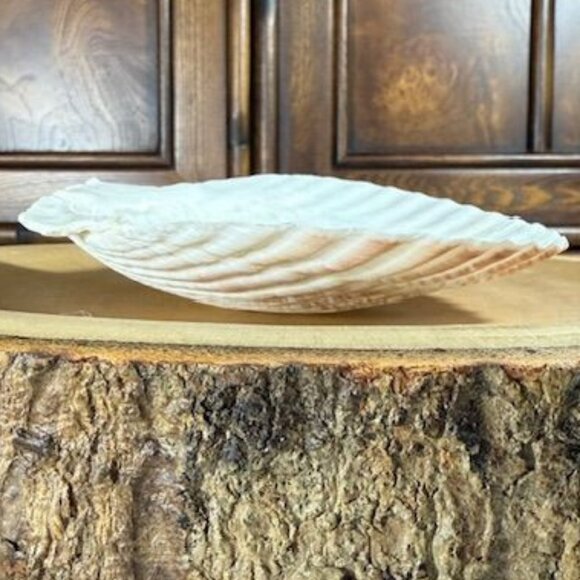 NWOT Set of 4 Nantucket Seafood Natural Baking Sea Shells 4.5" - 5" - Picture 12 of 15